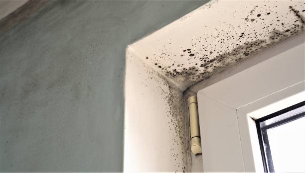 Best Forensic Mold Investigation  in Five Points, FL