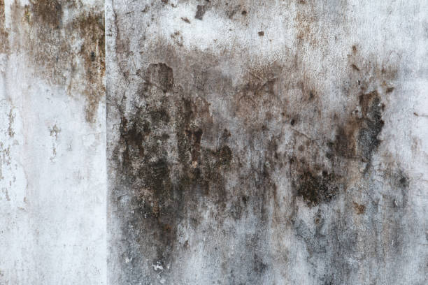  Five Points, FL Mold Removal Pros