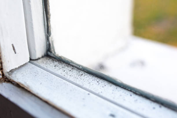 Best Emergency Mold Remediation  in Five Points, FL