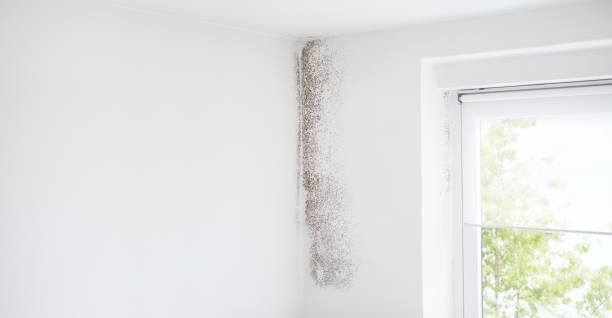 Best Dehumidification Services  in Five Points, FL