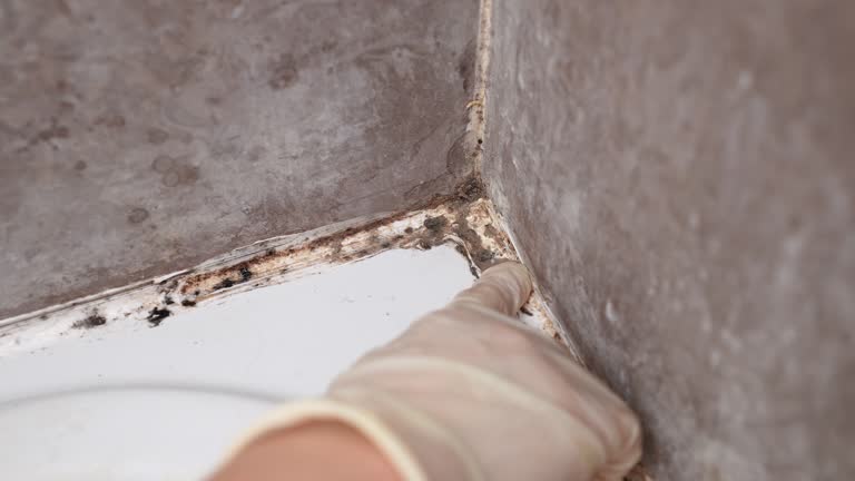 Best Air Quality Testing for Mold Spores  in Five Points, FL