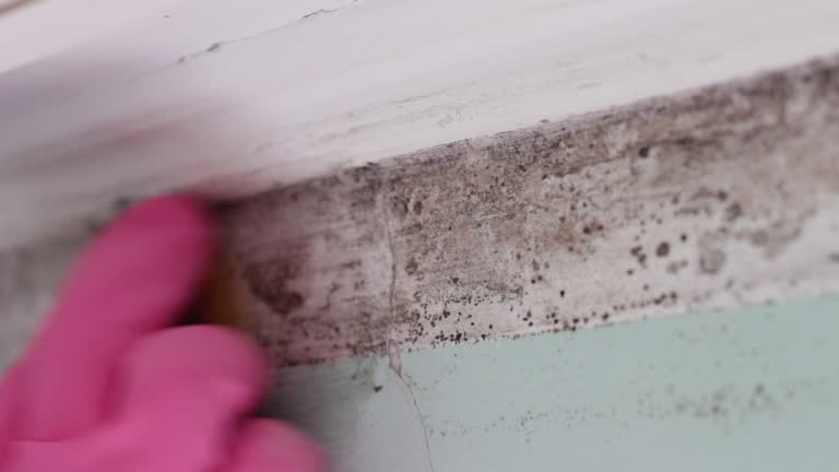Best Mold Odor Removal Services  in Five Points, FL
